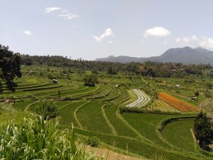 Terrazas cultivo de arroz en Indonesia. Origen de la agricultura