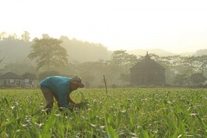 Agricultor genuino trabajando en labores agrícolas