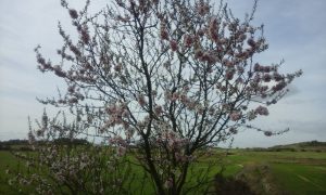 almendro ecológico en flor. Agricultura ecológica